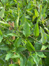 3x Solanum Jasminoides Alba Fast Climbers in Pots By Direct Plants