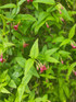 3x Jasminum Beesianum Pink Jasmine Outdoor Climbers in Pots By Direct Plants