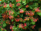 3x Lonicera Dropmore Scarlet Honeysuckle Climber In Pots By Direct Plants