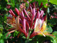 3x Lonicera Heckrottii Goldflame Honeysuckle Climbers By Direct Plants