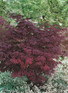 3x Acer Palmatum Atropurpureum Japanese Maple Trees in Pots By Direct Plants