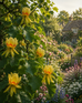 3x Liriodendron Tulip Trees Large 5-6ft in Pots By Direct Plants