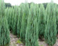 6x Juniperus Skyrocket Rocky Mountain Juniper Evergreen Conifer Trees 2/3L Pots By Direct Plants