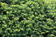 6x English Yew Taxus Baccata Large Hedging Trees 50-60cm in 3L Pots By Direct Plants