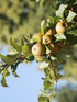 Egremont Russet Apple Large Fruit Tree 5-6ft Supplied in a Pot By Direct Plants