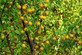 Prunus Oullins Golden Gage Plum Fruit Tree 5-6ft Supplied in a 7 Litre Pot