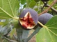 Fig Fruit Tree Rouge de Bordeaux Extra Large 3ft in a 5 Litre Pot By Direct Plants