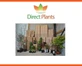 Prunus Czar Plum Fruit Tree 5-6ft Supplied in a 7.5 Litre Pot