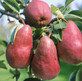 Pyrus Red Williams Mini Patio Fruit Tree 3-4ft Supplied in a 5 Litre Pot