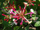3x Lonicera Darts Red World Fragrant Honeysuckle Climber in Pots By Direct Plants