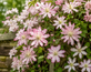 3x Clematis Montana Marjorie Outdoor Climber in Pots By Direct Plants