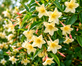 3x Jasminum Devon Cream Jasmine Outdoor Climber in Pots By Direct Plants