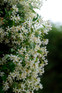 3x Trachelospermum Star Jasmine Evergreen Climber in Pots By Direct Plants