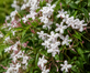 3x White Jasmine Officinale Fragrant Outdoor Climbers in Pots By Direct Plants