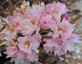 Patio Prunus Autumnalis Rosea Cherry Blossom Tree 100-120cm | By Direct Plants