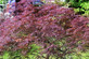 Acer Palmatum Dissectum Garnet Large Japanese Maple Tree By Direct Plants