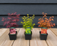 3x Mixed Acer Palmatum Japanese Maple Trees in 9/10cm Pots By Direct Plants