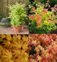 3x Acer Palmatum Orange Dream Japanese Maple Trees in Pots By Direct Plants