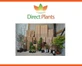 3x Evergreen Navaho Thornless Blackberry Fruit Plants in 2/3 Litre Pots By Direct Plants