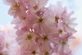 Patio Prunus Amanogawa Flagpole Cherry Blossom Tree 5ft Tall in a 7.5 Litre Pot| By Direct Plants