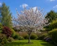 Prunus Chocolate Ice Flowering Cherry Tree 5-6ft in a 7.5 Litre Pot By Direct Plants