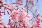 Prunus Kiku Shidare Sakura Cheals Weeping Japanese Flowering Cherry Tree 5-6ft In a 7.5 Litre Pot By Direct Plants