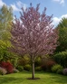 Prunus Pissardi Nigra Purple Leaf Flowering Plum Tree 6ft Supplied in a 7.5 Litre Pot