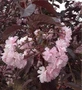 Prunus Royal Burgundy Japanese Cherry Blossom 5-6ft XL Double Pink Flowering Purple Leaf Tree 7.5L Pot By Direct Plants
