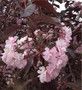 Prunus Royal Burgundy Japanese Flowering Cherry Tree 5-6ft in a 7.5 Litre Pot