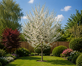 Prunus Snow Goose Cherry Blossom Tree 5-6ft Tall in a 7.5 Litre Pot| By Direct Plants
