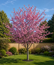 Prunus Spring Glow Purple Leaf Blossom Tree 6ft in a 7.5 Litre Pot | By Direct Plants