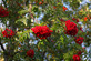 Pack of 3 Sorbus Aucuparia Mountain Ash Trees 5ft Tall Supplied in 3 Litre Pots