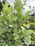Sorbus aria Lutescens 5-6ft Tall in a 7.5 Litre Pot by DirectPlants