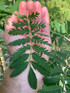 Sorbus Asplenifolia Cut Leaf Rowan Mountain Ash Tree 5-6ft Supplied in a 7.5 Litre Pot