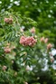 Sorbus Vilmorinii Mountain Ash 6ft XL Pink White Berry Ornamental Rowan Tree 7.5L Pot By Direct Plants