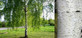 3x Extra Large Silver Birch Trees 6-7ft Tall Supplied in Pots By Direct Plants