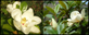 Magnolia Grandiflora The Evergreen Magnolia Tree Large 5ft Tall Supplied in a 7.5 Litre Pot