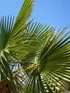 3x Trachycarpus Fortunei Fan Palm Trees 30-40cm in 2/3 Litre Pots By Direct Plants