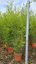 Extra Large Bamboo Phyllostachys Bissetii 5-6ft Tall in a 1012 Litre Pot By Direct Plants