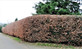 25x 4ft Green Beech Fagus Sylvatica Large Hedging Trees in 5 Litre Pots By Direct Plants