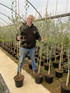 Large Olea Europaea Olive Tree 4-5ft Tall Supplied in a 7.5 Litre Pot