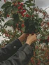 Malus Red Sentinel Crab Apple Tree 5-6ft Tall in a 7.5 Litre Pot | By Direct Plants