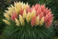 6 Mixed Pampas Grass Plants Collection | By Direct Plants