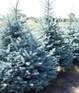 Picea Pungens Edith Blue Colorado Spruce Tree 2.5-3ft Large in a 7.5 Litre Pot By Direct Plants