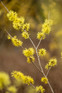 Witch Hazel Hamamelis Arnold Promise Shrub Plant 5-6ft Extra Large in a 7.5 Litre Pot By Direct Plants