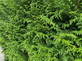 Thuja Plicata Gelderland Western Red Cedar 3-4ft Pack of 10 Supplied in 3 Litre Pots