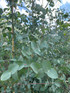 XL 7ft Eucalyptus Gunnii 'Azura' Evergreen Tree in 7.5 Litre Pot | Hardy Blue Gum | Direct Plants