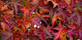 3x Liquidambar Sweet Gum Trees Large 5-6ft in Pots By Direct Plants