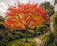 3x Liquidambar Sweet Gum Trees Large 5-6ft in Pots By Direct Plants