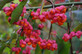 Euonymus Europaeus Spindle Tree Extra Large Plant Shrub 4-5ft By Direct Plants